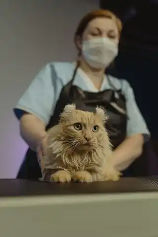 Олена